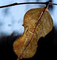 Violin leaf - Eri Sako